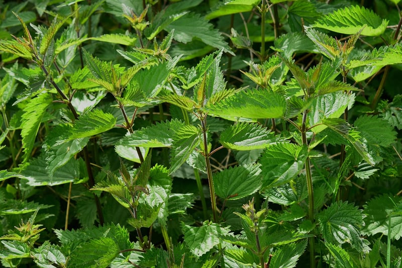 Enchanting Herbs